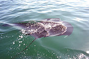 Picture 'Eq1_16_06 Manta Ray, Galapagos, Santa Cruz, Puerto Ayora'